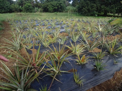 Pineapple plants Pineapple plants